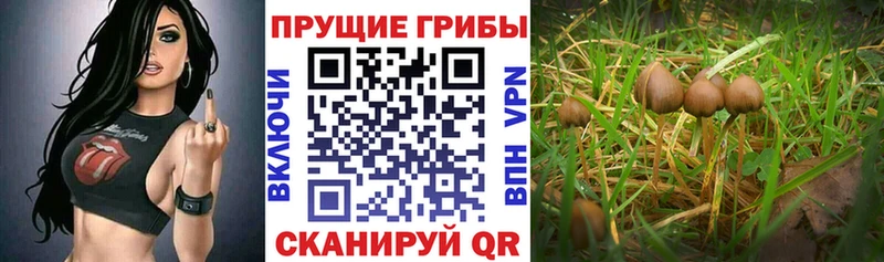 магазин продажи   Лесной  KRAKEN   Галлюциногенные грибы GOLDEN TEACHER 